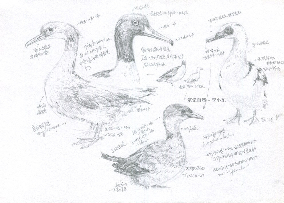 自然博物馆鸟类速写自然笔记