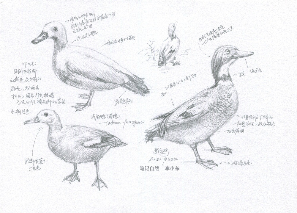 自然博物馆鸟类速写自然笔记