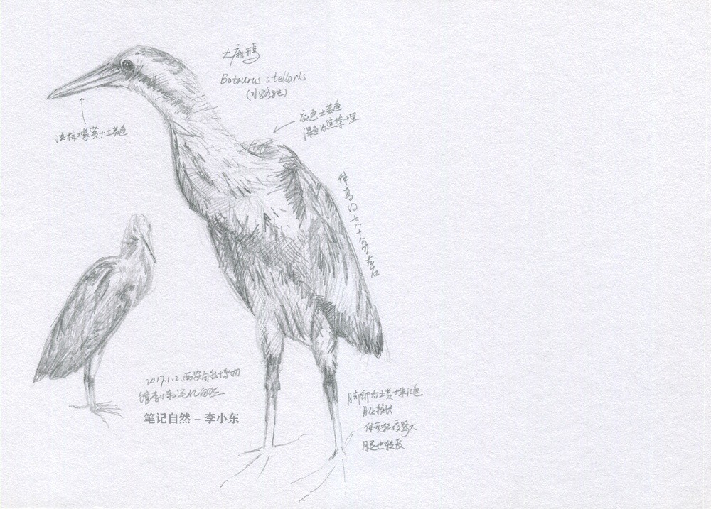 自然博物馆鸟类速写自然笔记