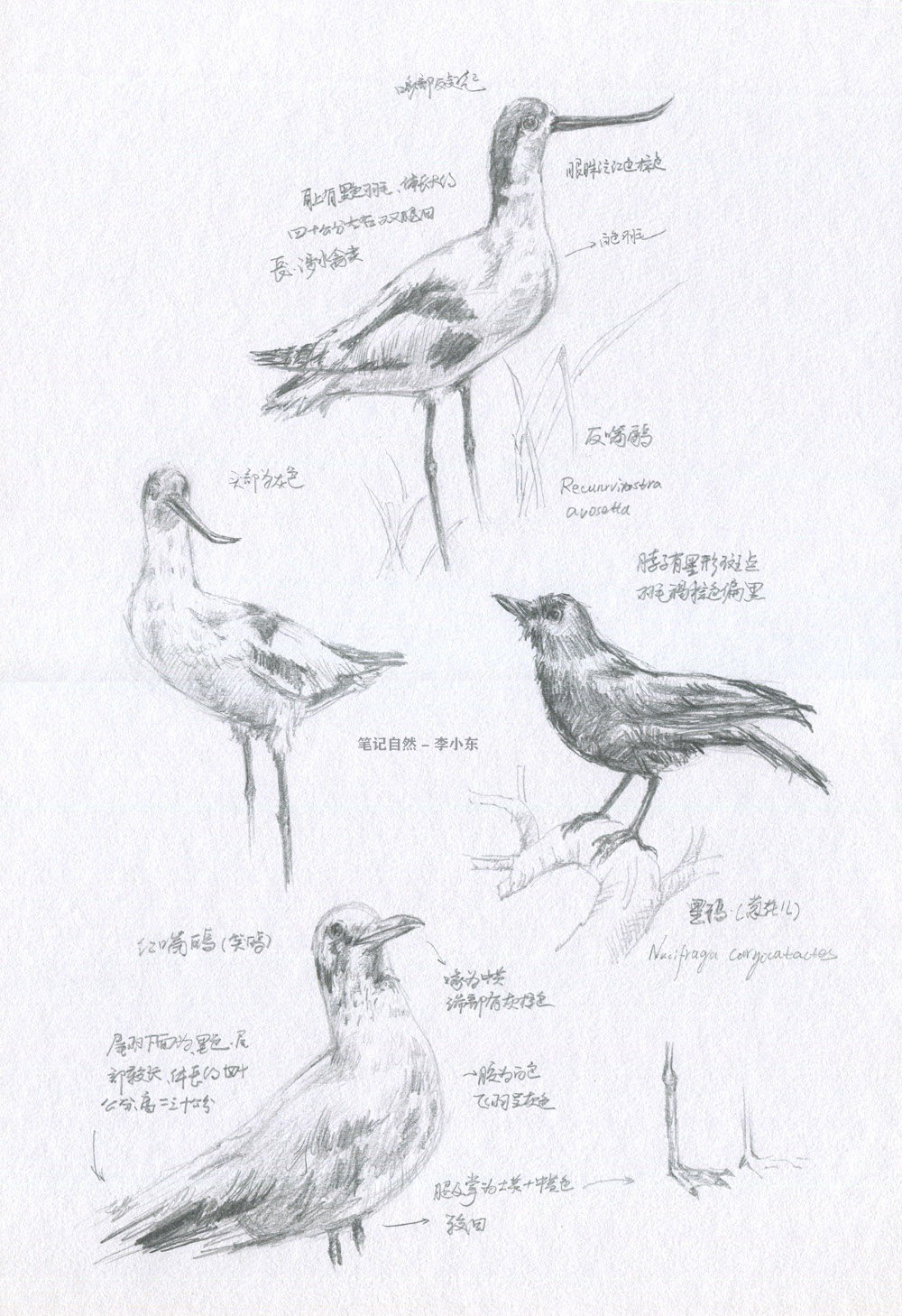 自然博物馆鸟类速写自然笔记