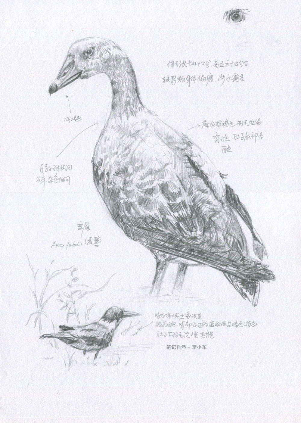 自然博物馆鸟类速写自然笔记