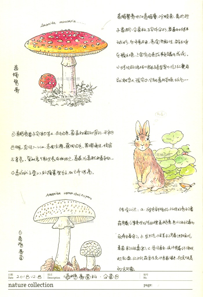 蘑菇菌类的自然笔记1