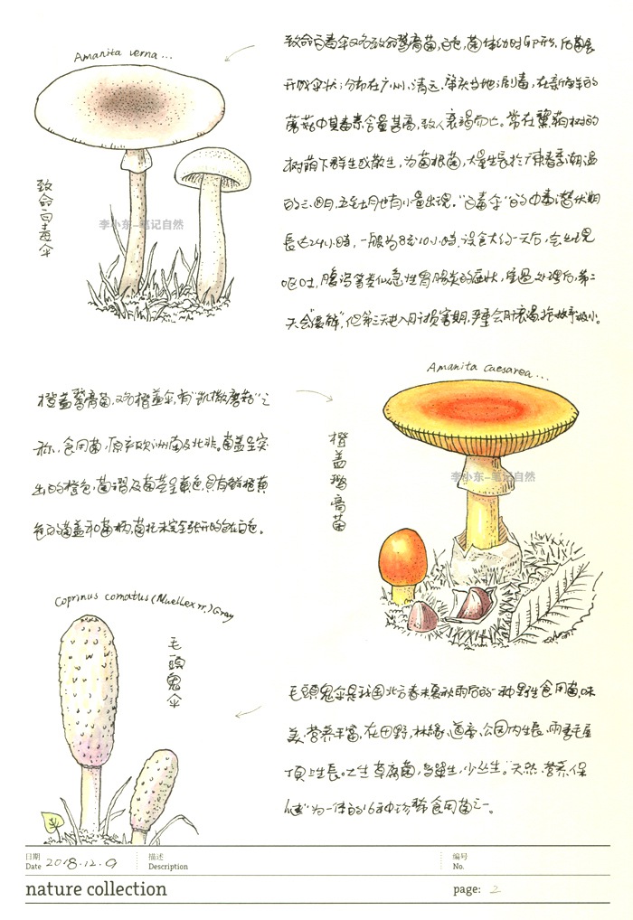 蘑菇菌类的自然笔记2