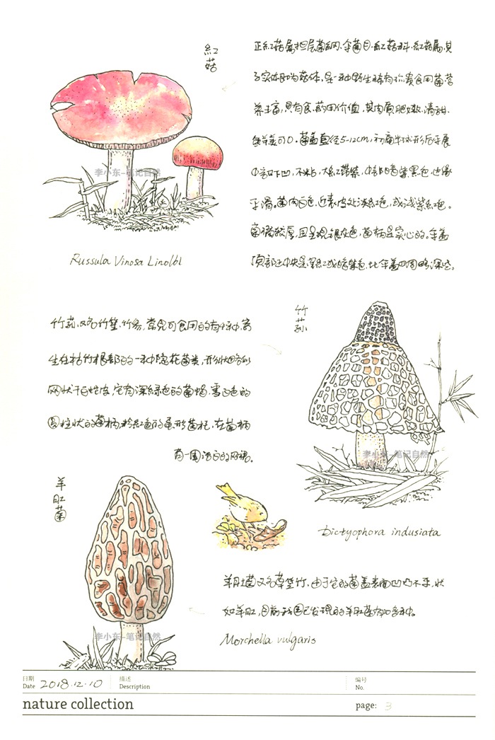 蘑菇菌类的自然笔记3