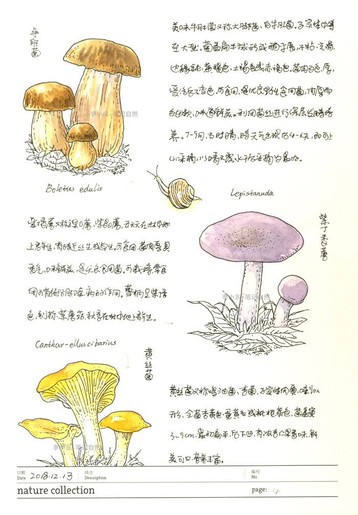 蘑菇菌类的自然笔记4