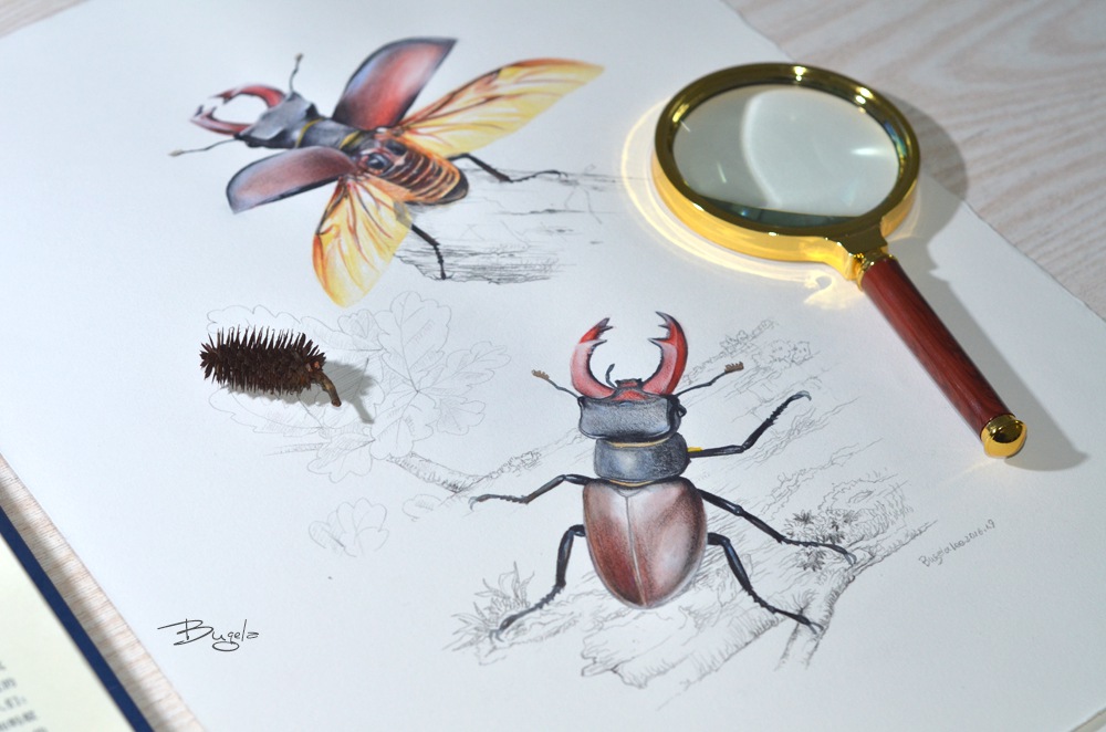 甲虫锹甲昆虫手绘作品