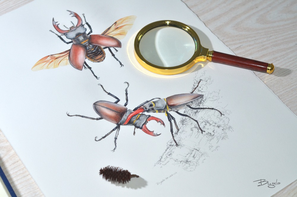 甲虫锹甲昆虫手绘作品