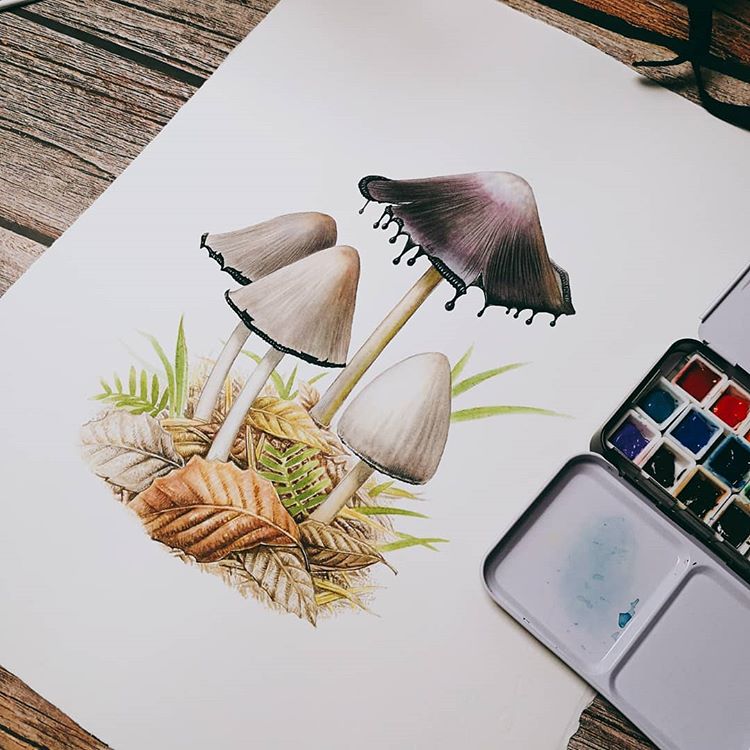 蘑菇水彩博物手绘墨汁鬼伞
