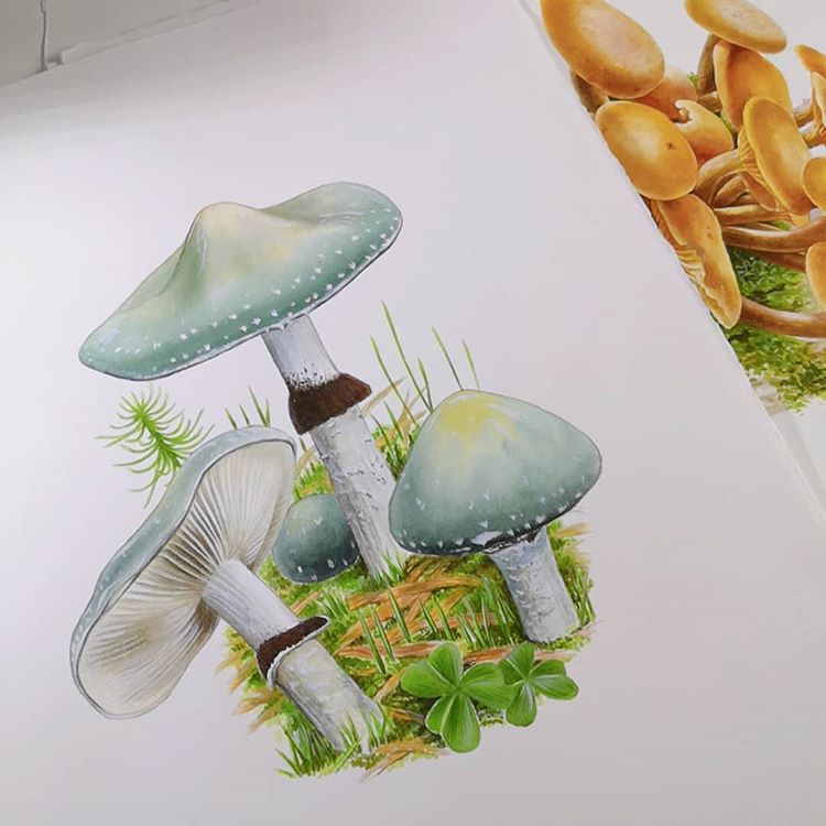 手绘菌类蘑菇铜绿球盖菇
