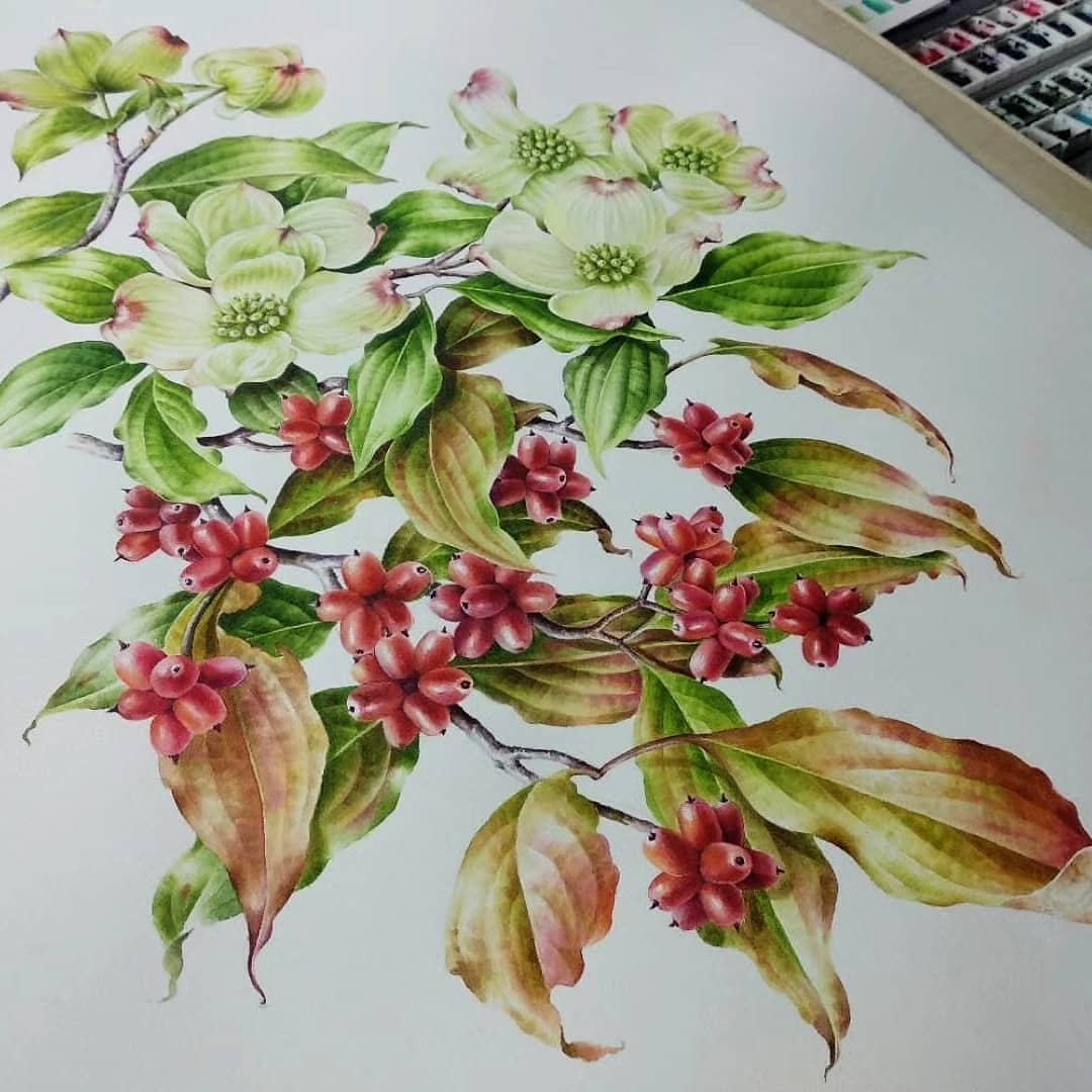 植物画大花四照花手绘